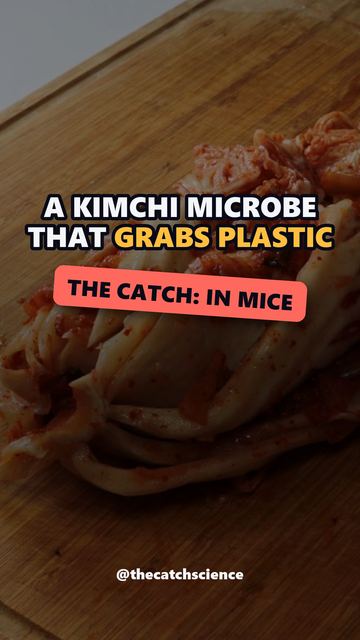 A KIMCHI MICROBE THAT GRABS PLASTIC. The catch: In mice
