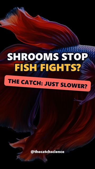SHROOMS STOP FISH FIGHTS?. The catch: Just slower?