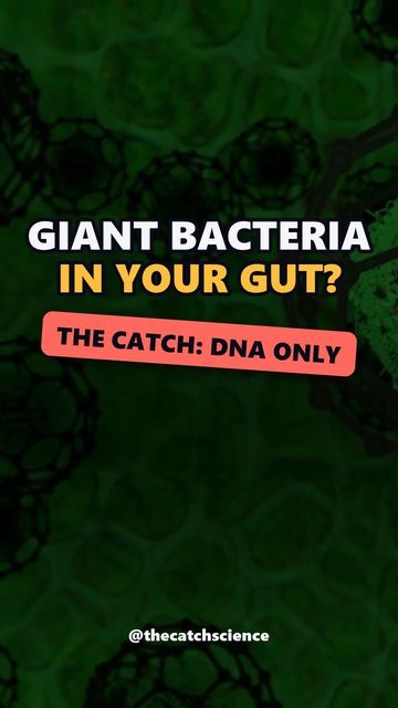GIANT BACTERIA IN YOUR GUT?. The catch: Dna only