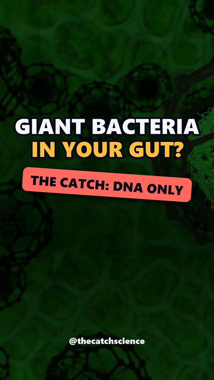 GIANT BACTERIA IN YOUR GUT?. The catch: Dna only